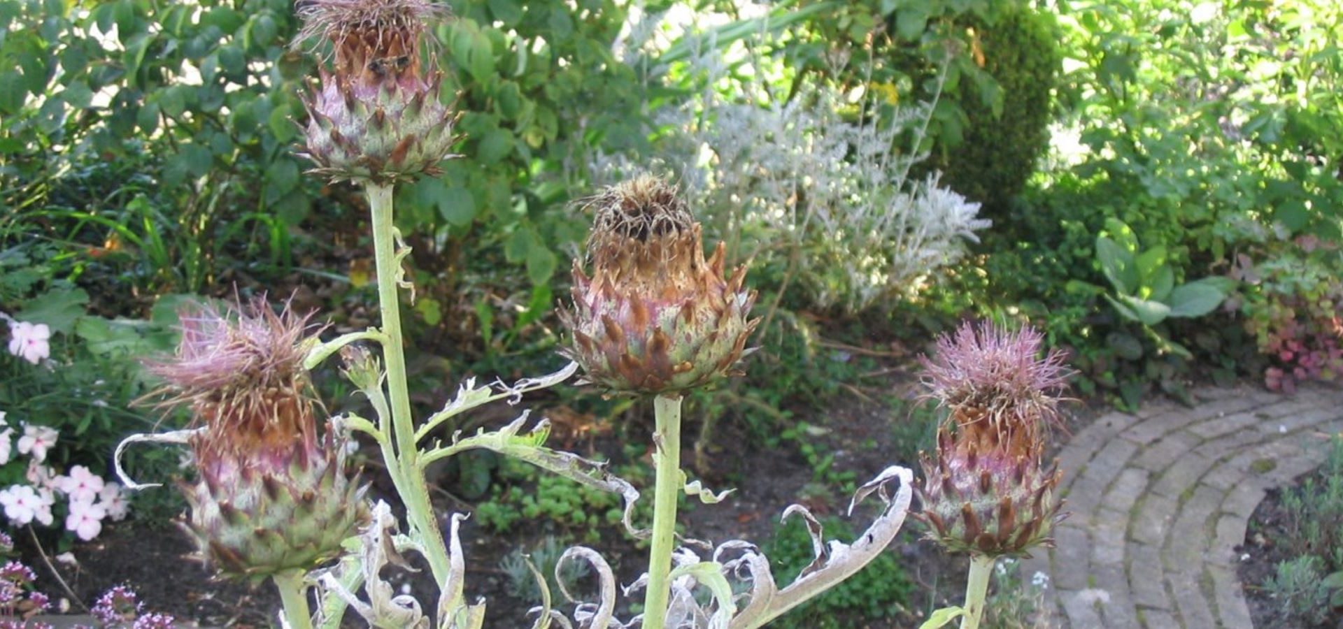 Artisjok (cynara scolymus herba)