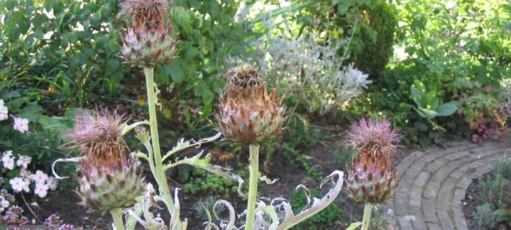 Artisjok (cynara scolymus herba)