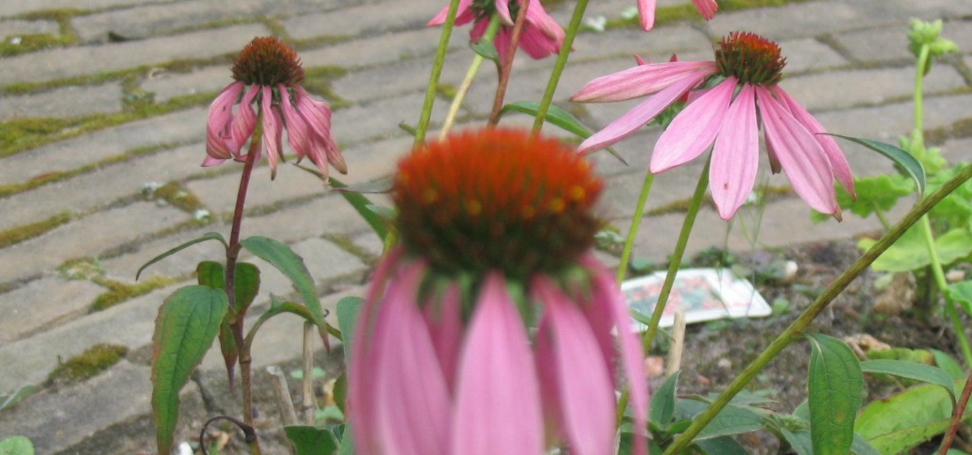 Echinacea angustifolia