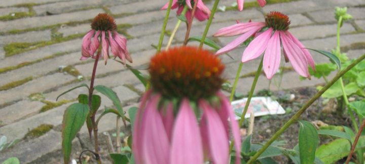 Echinacea angustifolia