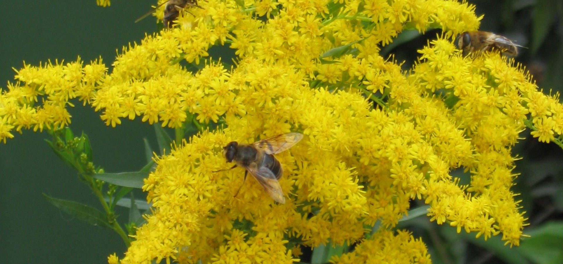 Guldenroede (solidago virgaurea)