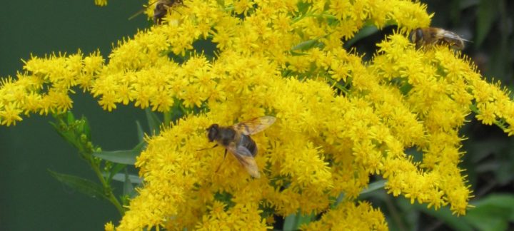 Guldenroede (solidago virgaurea)