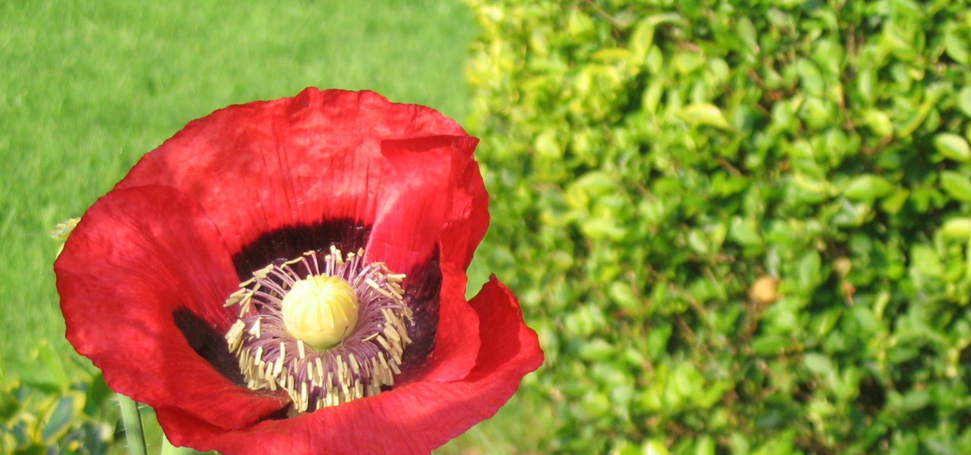 Papaver rhoeas (klaproos)