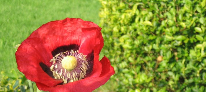 Papaver rhoeas (klaproos)